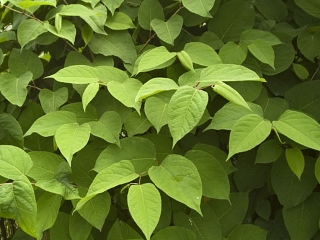 Japanese Knotweed Foliage