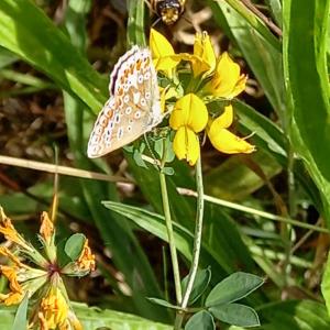 Wildflowers - Green Burial Meadow