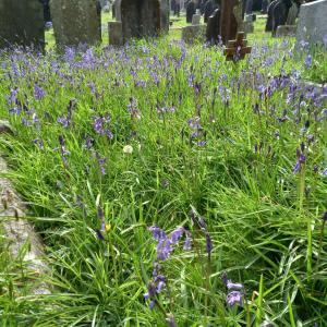 Wildflowers at Plymouth Road Cemetery