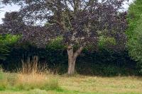 Tree in full leaf Green Burial Meadow   