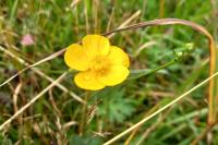 Green Burial Meadow Natural flora  