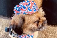 Dog wearing Union Jack on Jubilee Gala Day 02.06.22