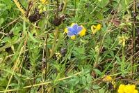 Wild Flowers growing in the Green Burial Meadow  