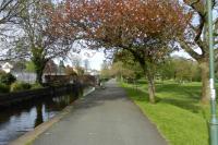 The Cherry Walk in the Meadows