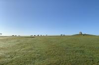 Dartmoor Ponies