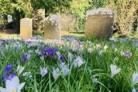 Dolvin Road Cemetery Crocus & Graves