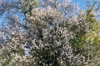 Tree in Spring bloom