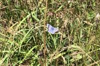 Green Burial Meadow a haven for wildlife