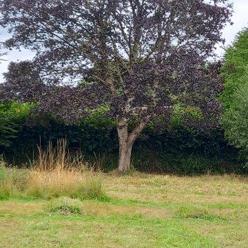 Tree in full leaf Green Burial Meadow   