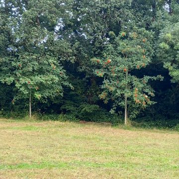 Green Burial Meadow Job completed - Annual Scythe August 2023  