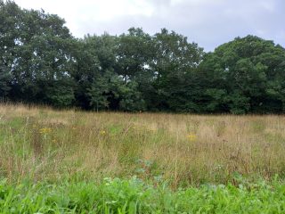 Green Burial Meadow - Annual Scythe August 2023  