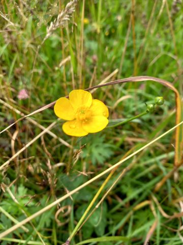 Green Burial Meadow Natural flora  