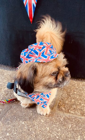 Dog wearing Union Jack on Jubilee Gala Day 02.06.22