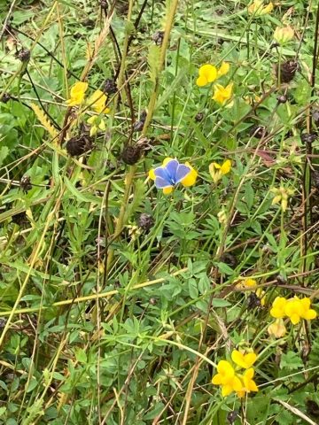 Wild Flowers growing in the Green Burial Meadow  