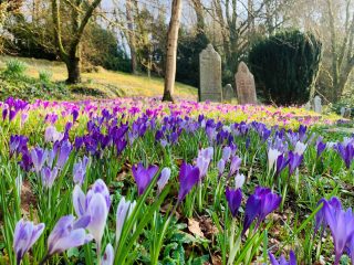 Crocus