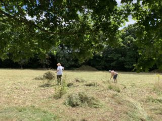 Raking the hay