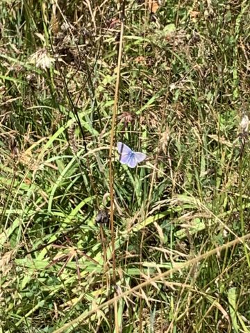 Green Burial Meadow a haven for wildlife