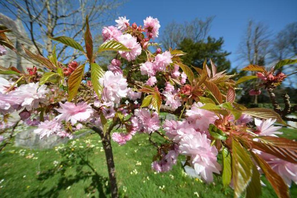 Plant in Cemetery